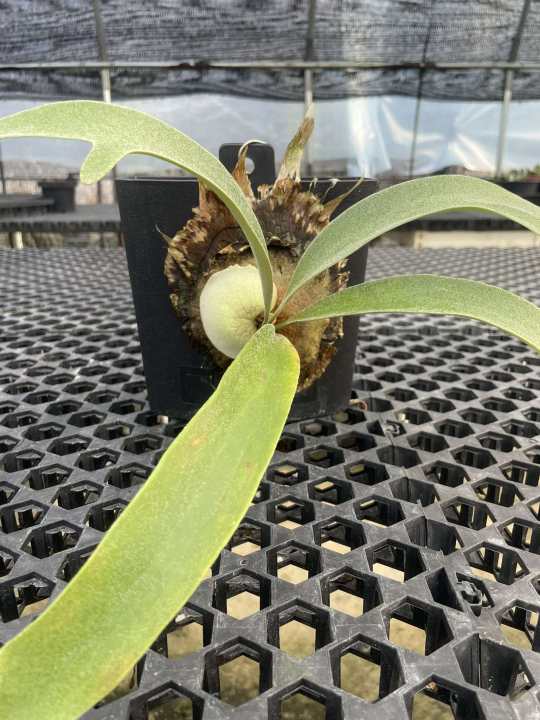 Platycerium Rydeen x Veitchii High Finger 鹿角蕨 OC Pup Bareroot