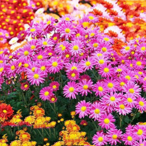 ดอกเบญจมาศสีผสม ยาไล่แมลง ยาไล่ยุง ดอกไม้ ปลูกดิน สี่ฤดู ปลูกง่าย ยาไล่ยุง ต้นไม้ในกระถางสำหรับสนามหญ้า