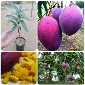 Bibit Mangga Irwin Bisa Berbuah Didalam Pot