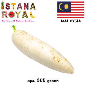 CRISP & FRESH WHITE RADISH IMPORTED FROM MALAYSIA - 1 PCS - ISTANA ROYAL FRUITS