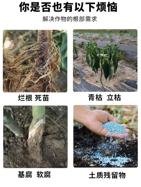 Quick Roots Root rot, quick root rot, soft rot, root irrigation, microbial inoculum ...