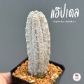 ยูโฟเบีย แอ๊ปเดล Euphorbia Abdelkuri แคคตัส กระบองเพชร cactus&succulent. 