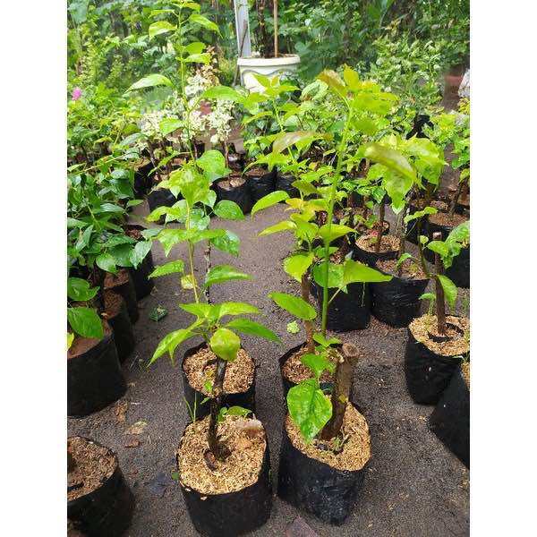 Bibit%20Bunga%20Bugenvil%20Kelisa%20Putih%20ORIAN%20/%20Bougenville%20Kelisha%20Putih%20Daun%20Kuning%20Import%20Cantik%20-%20Image%203