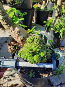 XƯƠNG RỒNG DAMSI HOA TRẮNG . Tặng kèm chậu nhựa nhỏ