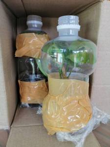 เงินไหลมา ตัดสด ไม้วางข้อ กิ่งชําเงินไหลมา ซินโกเนียม Syngonium Arrowhead ไม้ฟอกอากาศ ไม้ใบ ต้นไม้ในร่ม ต้นไม้ในบ้าน ไม้ประดับ ไม้ประดับมงคล