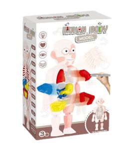 Human Body Toy ของเล่นหุ่นจําลองร่างกายมนุษย์ ของเล่นstem ของเล่นเพื่อการศึกษา ของเล่นวิทยาศาสตร์ เสริมพัฒนาการ TY687