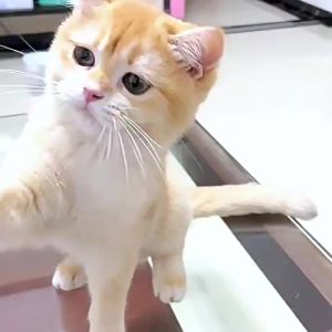 New Cat Teasing Collar   Adjustable   Cat Teaser Wand   Cat Toy