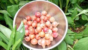 หอมแขก1กิโลขนาดกลางผสมเล็ก