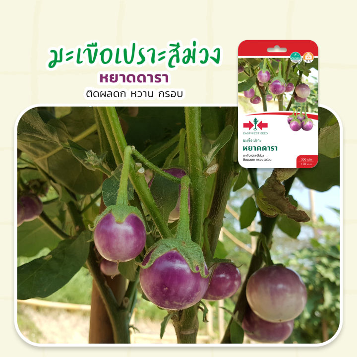 เมล็ดมะเขือเปราะ หยาดดารา ตราศรแดง มะเขือเปราะม่วง ผลดก กรอบ