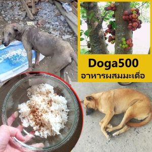 หัวอาหารสัตว์สูตรผสมมะเดื่อ (มะเดื่อมีสรรพคุณกำจัดแมลงกัดกินเลือดสัตว์ ผิวสัตว์)