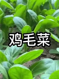 Chicory Cold-resistant Heat-resistant High-nutrient Small Green Vegetable Small White Vegetable Spring Autumn Four Seasons Courtyard Balcony Vegetable