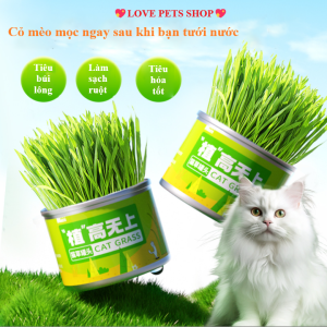 Lon trồng cỏ mèo tươi cho Mèo hỗ trợ tiêu hóa tiêu búi lông - Love Pets Shop