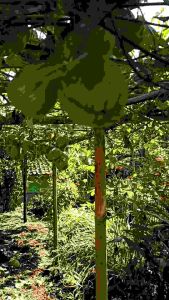 Bibit Labu Siam Anggur Bibit Labu Jipan Waluh Bibit Gambas Bibit Sayuran Bibit Labu Pekon