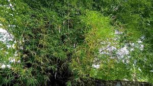 BIBIT BAMBU PAGARBAMBU HIASAN RUMAH BAMBU JEPNAG. BIBIT UNGGUL SIAP TANAM.