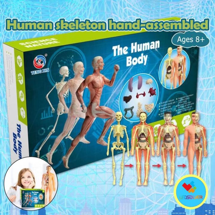 WHITEI Anatomy Model Human Body Model Mannequin Body Puzzle Human