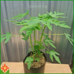 ต้นมะละกอฮอลแลนด์ ถุงเพาะ 5.5นิ้ว มะละกอฮอลแลนด์ ต้นมะละกอ