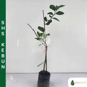 Pokok Limau Nipis Seedless Pokok Buah Buahan Hybrid Lime Tree Pokok Hidup SHS Kebun