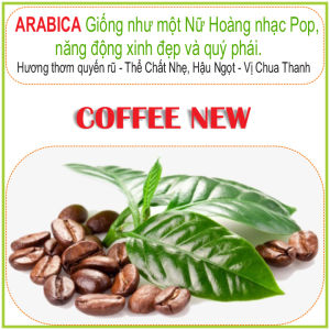 Cafe nhân sống ARABICA Chưa Rang ĐẶC SẢN CẦU ĐẤT  Sàng 18 Hàng Chất Lượng Cao  Coffee New