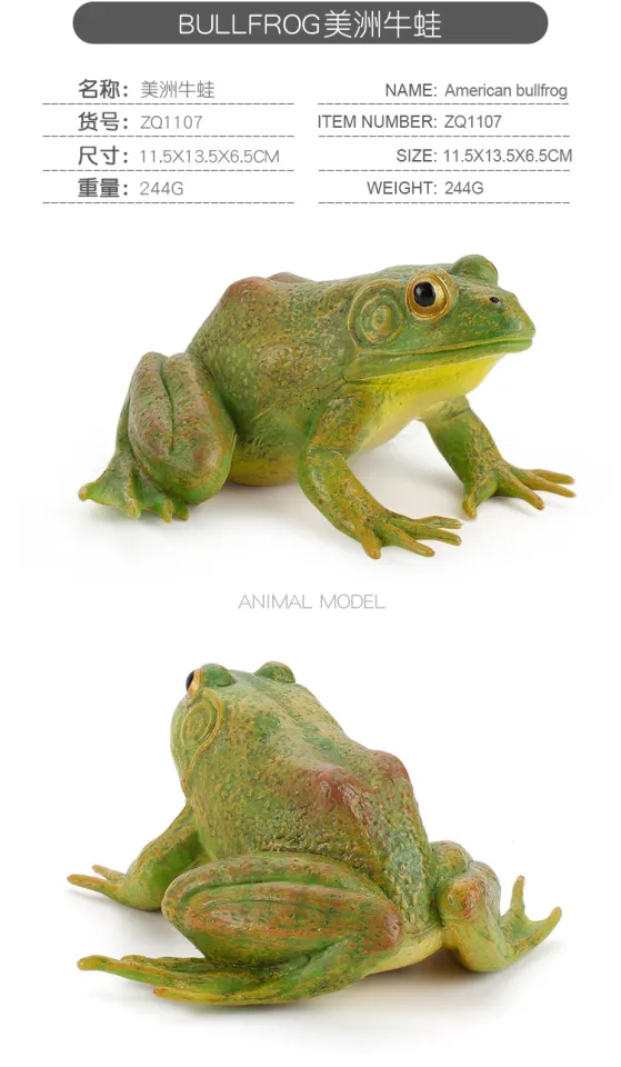 ♞In Stock Wholesale♞Simulation Wild Amphibious Animal Model Toys Frog Tree  Frog Bullfrog Toad Frogs Toy Cognitive Ornaments Children Play House Toys  Creative Gift