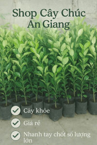 Cây Chanh Thái. Chanh Thái. cây chanh chúc.Cây chúc giống.