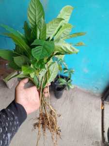 50 bibit pohon kopi cabutan ROBUSTA 50 pohon siap tanam bonus 3 pohon termurah