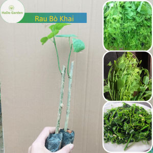 Rau Bò Khai(dây hương rau dạ hiến khau hương rau ngót leo...) rau sạch cho mọi gia đình