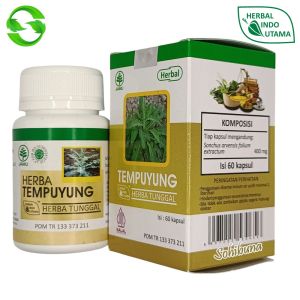 HERBAL INDO UTAMA Tempuyung Obat Batu Ginjal Batu Empedu Saluran Kencing