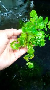 Tanaman Aquascape Cardamine Lyrata Media Wabikusa