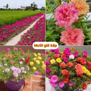 Hạt giống hoa 10 giờ kép mix màu-gói 270 hạt