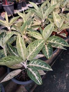 เลกาซี่ขาว หรือ รวยล้นฟ้าขาว อโกลนีมา รวยล้นฟ้า (Aglaonema) ส่งเป็นต้นพร้อมกระถาง 8 นิ้ว ฟอร์มสวยมากๆๆ