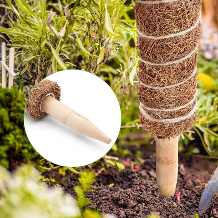 Plant%20Support%20Stick%20Extendable%20Coco%20Stick%20Coco%20Fiber%20Pole%20Climbing%20Plant%20Support%20Batang%20Tiang%20Plant%20Support%20Moss%20Pole%20Coir%20Moss%20Stick%2030/40/50cm%20-%20Image%205