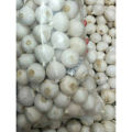 Biji Benih Bawang Putih Tunggal LANANG White ONION Seed - 10 Seed. 