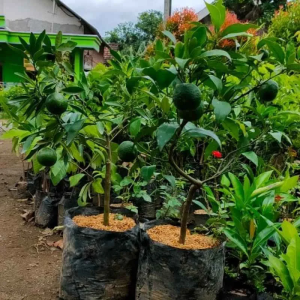 Promo (COD) BERBUAH Bibit Buah Tanaman Jeruk Santang Madu Okulasi Kondisi sudah Berbuah Termurah