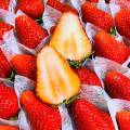 Japanese Sakuramomo Ichigo (Strawberry) Gift Box (800g). 