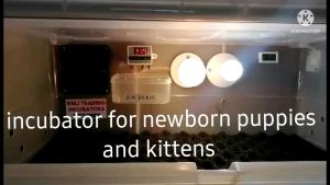 puppy/kitten incubator for newborn puppies and kittens