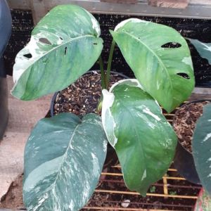 Epipremnum Pinatum Variegata / Tanaman Epipremnum Varigata