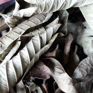 DAUN JAMBU KERING/JAMBU KLUTUK MURAH 1 KG