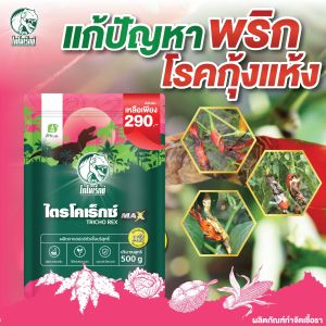 กำจัดโรคกุ้งแห้งพริก รักษาและยับยั้งโรคกุ้งแห้งพริก ด้วยไตรโคเดอร์มากำจัดเชื้อรา (ไตรโคเร็กซ์แม็กซ์) ปลอดภัยต่อคนใช้และสัตว์เลี้ยง 100%