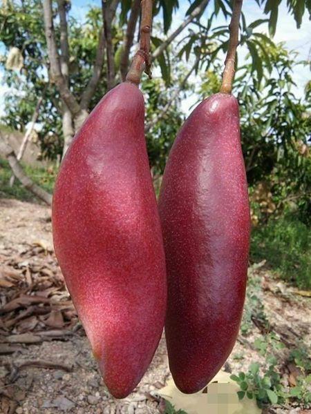 Pokok%20Mangga%20Gajah%20Merah%20hybrid%20-%20Image%202