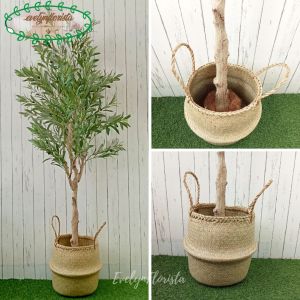 Pohon Artificial Zaitun Olive X3 T140 & T180 Latex Cover Purun Belly Dekorasi Ruang Tamu
