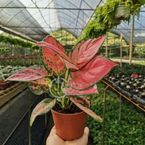 TKL - Aglaonema Beautiful Lady 红颜植物粗肋草