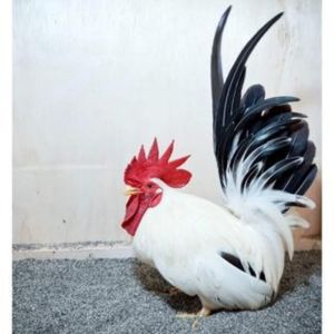 TELUR AYAM KATE CHABO BLACKTAIL