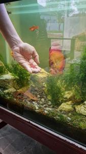 Pelet Ikan Hikari Vibra Bites 73 gr Japan Formula Untuk Tropical Fish Food Makanan Ikan Hias Pakan Tenggelam Secara Perlahan Original Murah