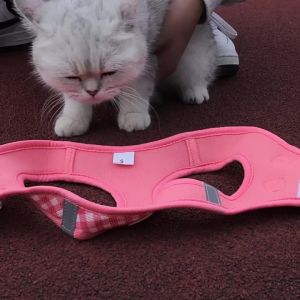 Dog Leash for Small and Medium Dogs ReflectiveHarness for Walking Dogs Suitable for Puppies Teddy Bichon