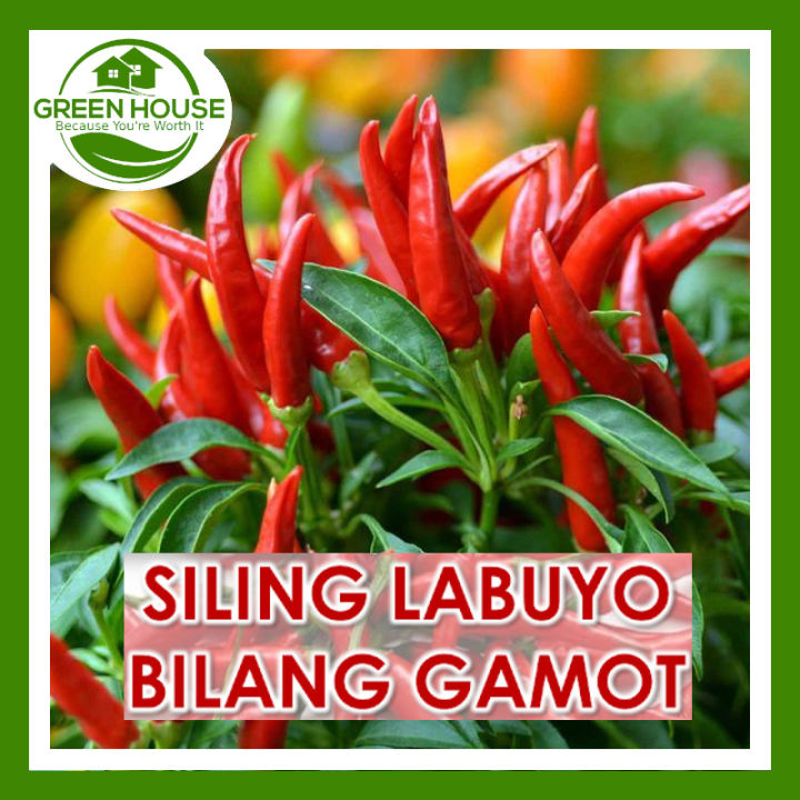 Green House® - Siling Labuyo Seeds for Planting Vegetable Plants (115 ...