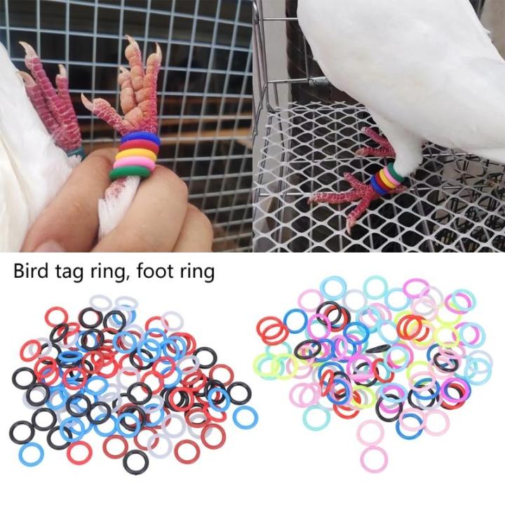 100%20chi%E1%BA%BFc%20B%C4%83ng%20t%E1%BA%ADp%20ch%C3%A2n%20hu%E1%BA%A5n%20luy%E1%BB%87n%20chim%20b%E1%BB%93%20c%C3%A2u%20nhi%E1%BB%81u%20m%C3%A0u%20%C4%91%E1%BB%83%20d%E1%BB%85%20d%C3%A0ng%20x%C3%A1c%20%C4%91%E1%BB%8Bnh%20v%C3%A0%20qu%E1%BA%A3n%20l%C3%BD%20-%20Image%202