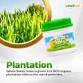 SBG Salveo Barley Grass Powder Original in Jar 280 grams - Boost your Health and Immunity Effectively FDA Approved. 