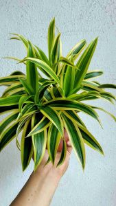 SOV Real Live Plant Pokok Hidup Draceana Reflexa Song of India Indoor Plant