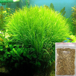 Hạt Giống Cây Thủy Sinhnảy mầm 100% ( Cỏ Tình Yêu Cỏ May MắnTrân Châu Ngọc Trai Ngưu Mao Chiên)