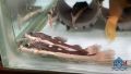 Redtail Catfish/Live Fish/Monster Fish/Freshwater  红尾猫/活鱼/鲶鱼科(Sin Quan Aquaculture Enterprise). 